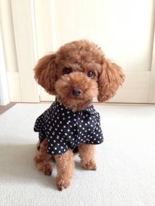 �N���b�N�Ŋg��\�� ( .jpg / 100.9KB )