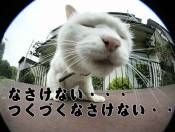 �N���b�N�Ŋg��\�� ( .jpg / 27.3KB )