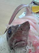 �N���b�N�Ŋg��\�� ( .jpg / 25.2KB )