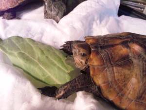 �N���b�N�Ŋg��\�� ( .jpg / 75.0KB )