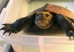 �N���b�N�Ŋg��\�� ( .jpg / 76.7KB )